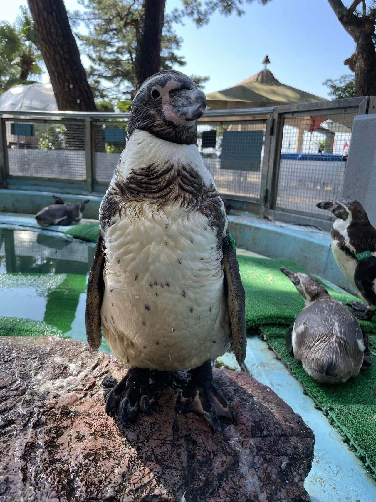 もっさりボサボサ期突入🐧｜桂浜水族館 公式