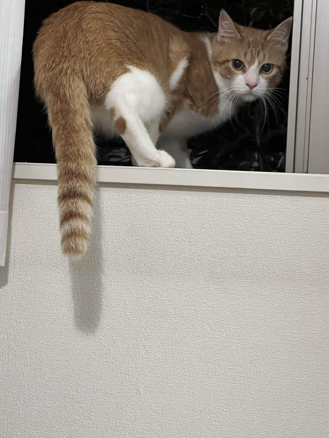 自由が丘ネコ日記 「クリボーの家猫修行再び？ 」｜Hirolie Matsumoto