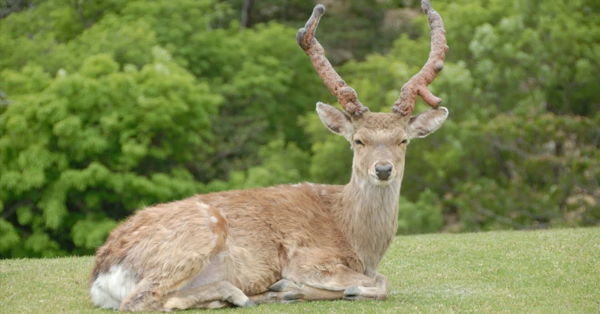 shot　ニホンジカ ニホンジカ図鑑 Shika Deer｜M_ayumi