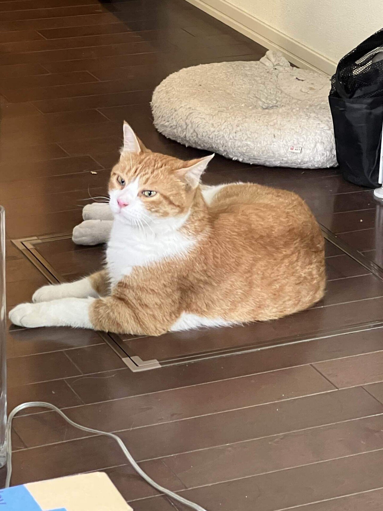 自由が丘ネコ日記 「クリボーの家猫修行再び？ 」｜Hirolie Matsumoto