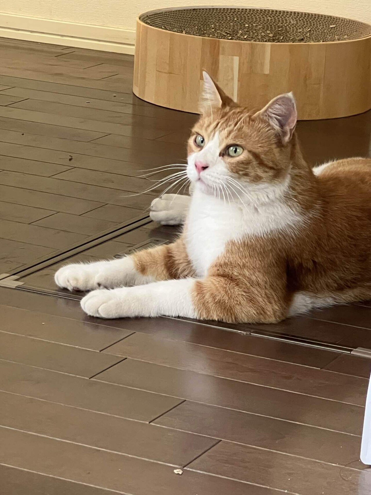 自由が丘ネコ日記 「クリボーの家猫修行再び？ 」｜Hirolie Matsumoto