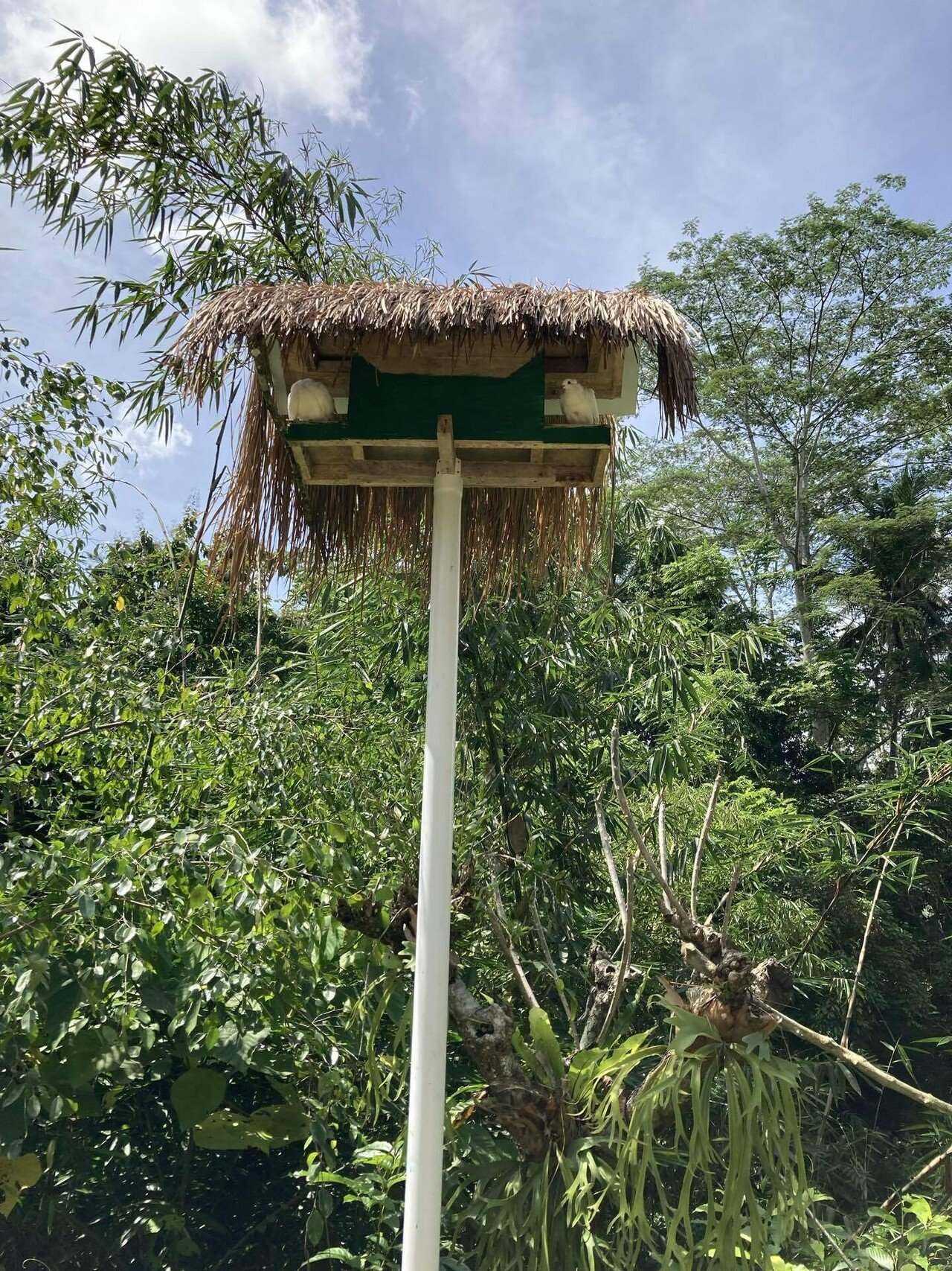 インドネシア】【バリ島】【ウブド】飛び込み天国 Suwat waterfall