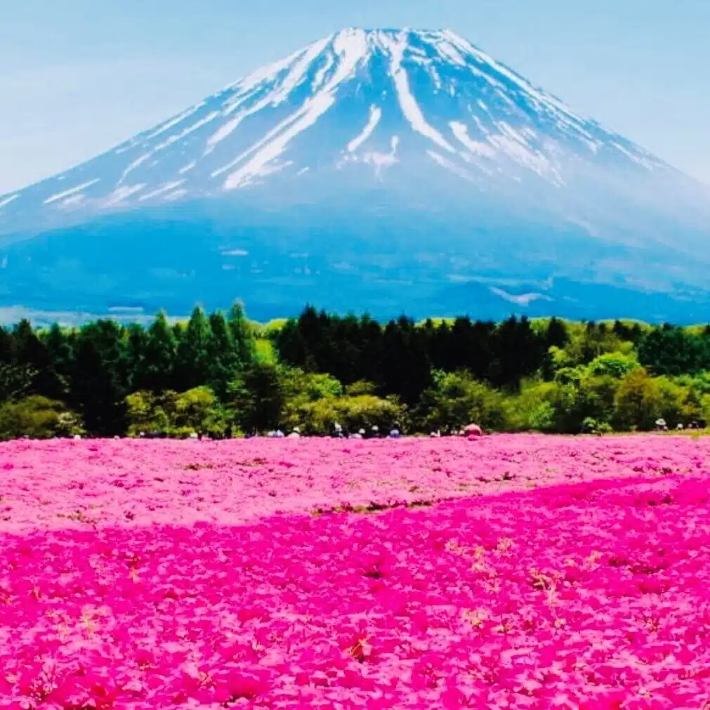 ミュウ🍀ゆるく繋がる