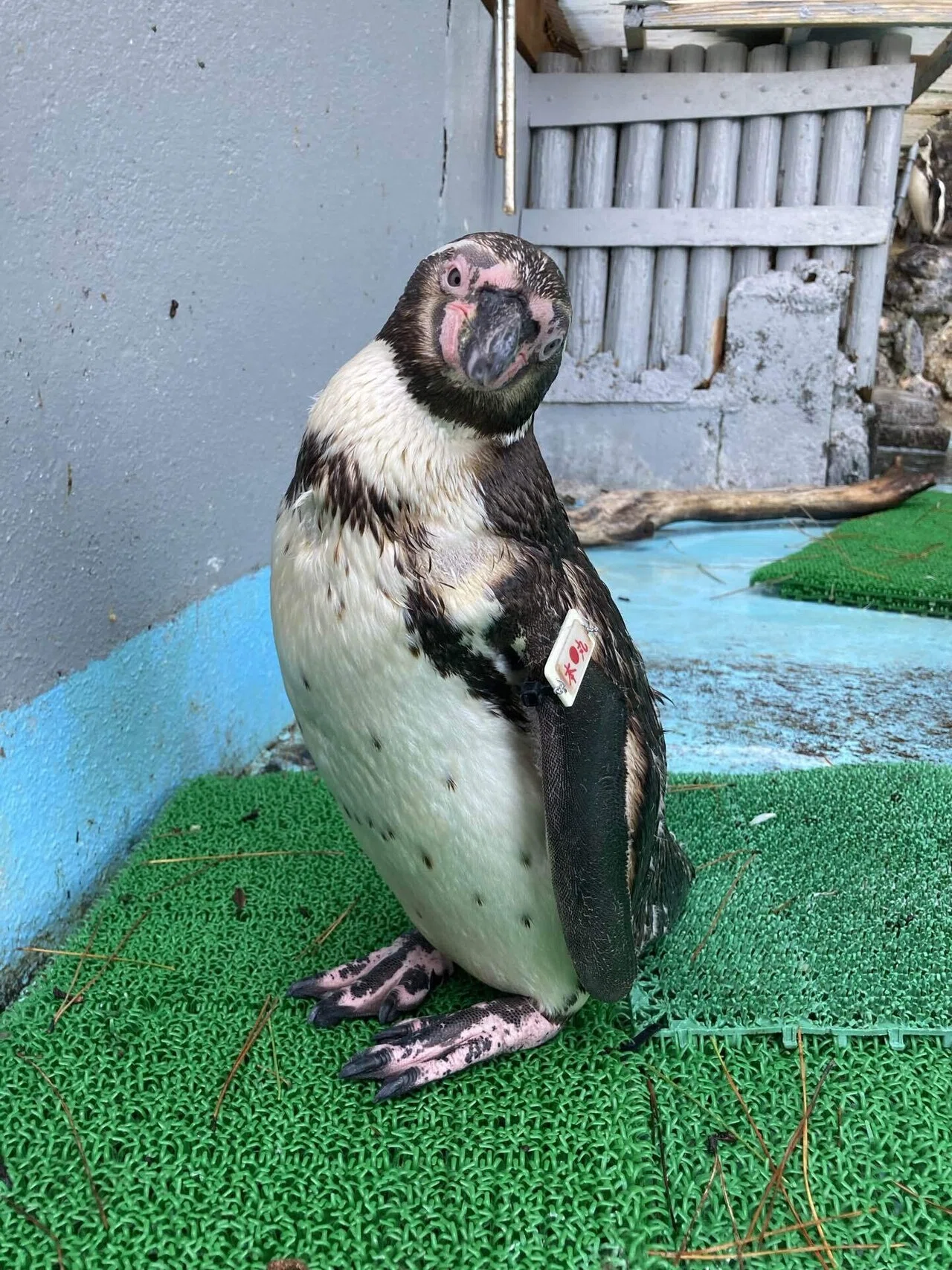 もっさりボサボサ期突入🐧｜桂浜水族館 公式
