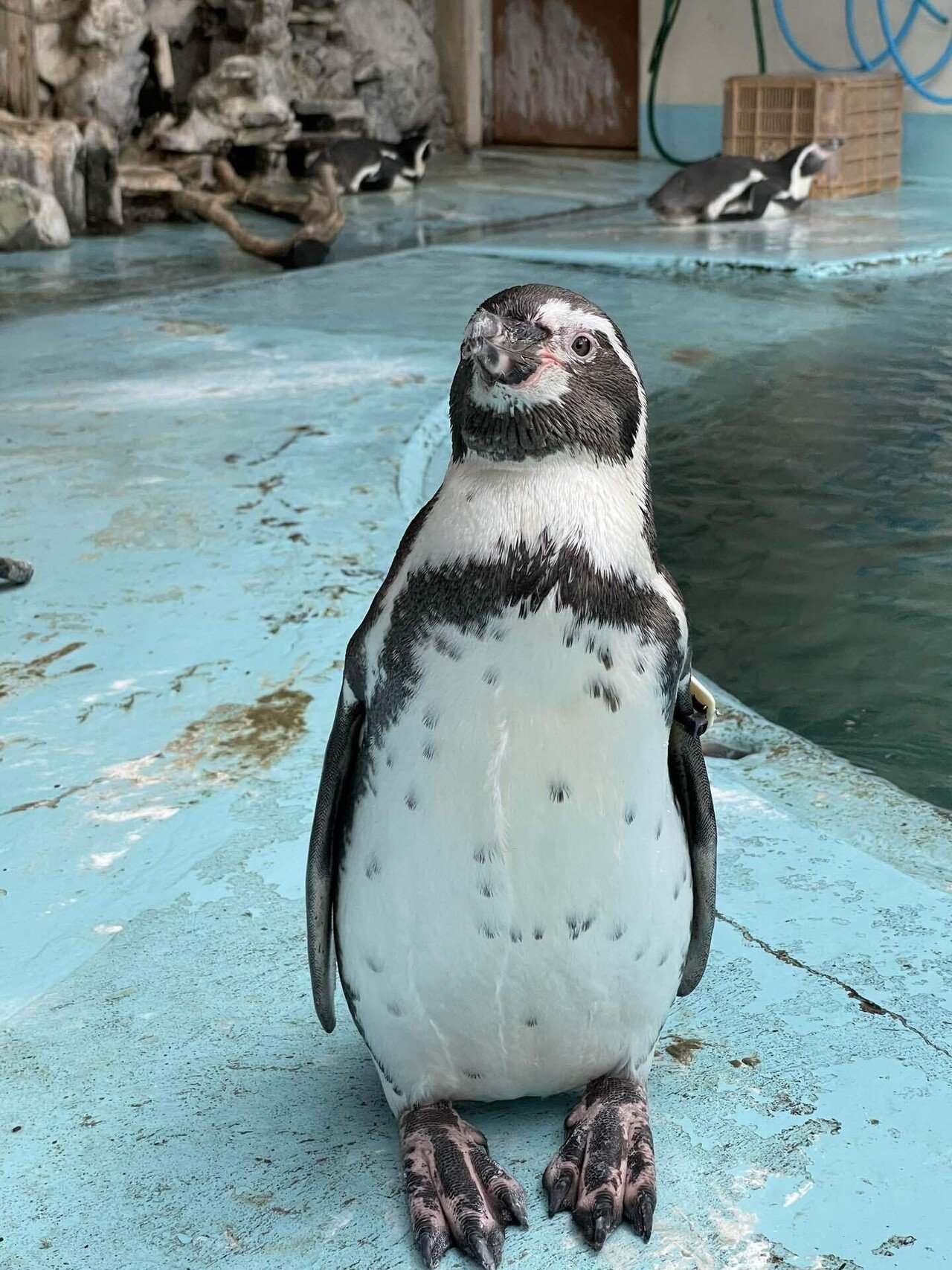 もっさりボサボサ期突入🐧｜桂浜水族館 公式