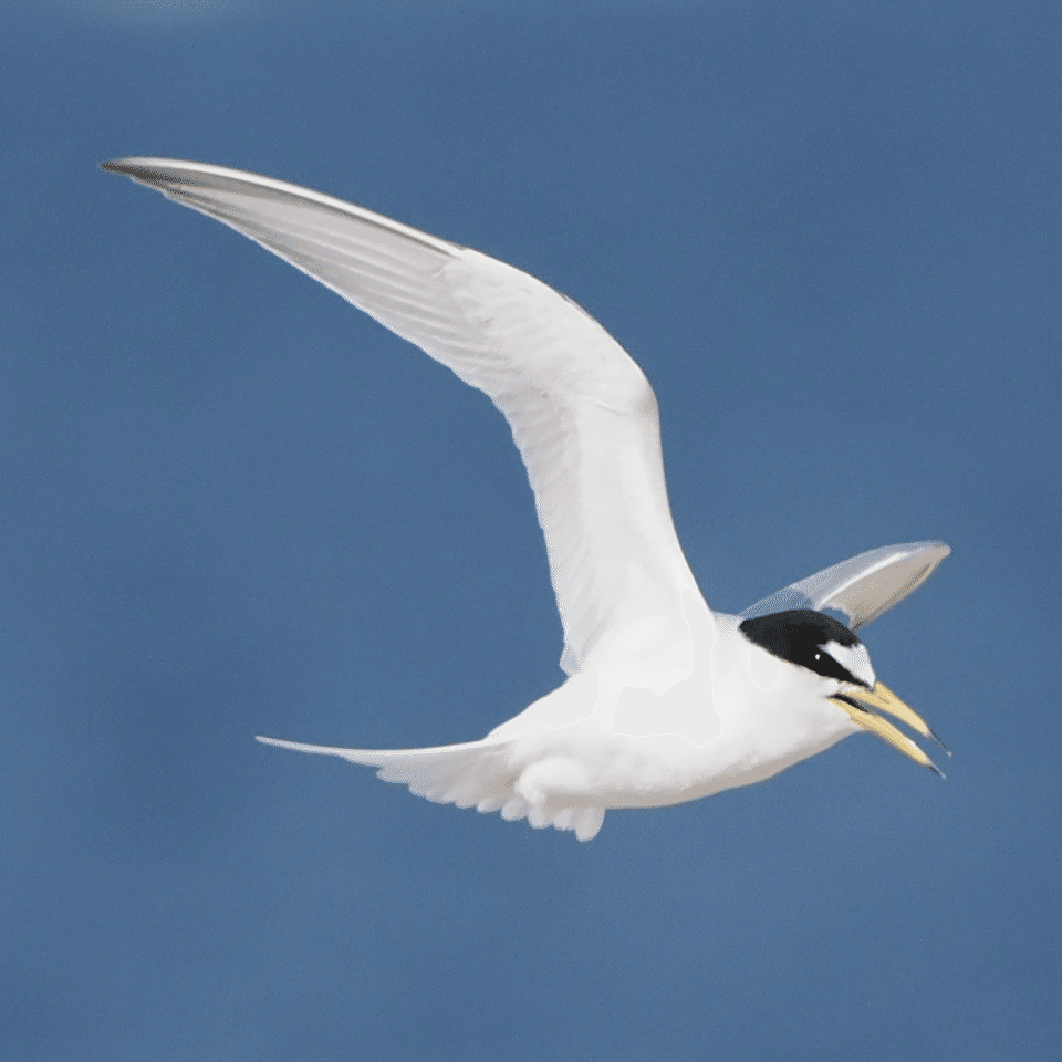 夏空を颯爽と飛ぶ白い鳥 コアジサシ｜くまごろう