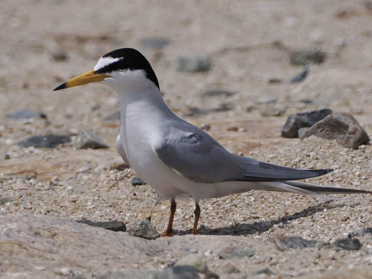 夏空を颯爽と飛ぶ白い鳥 コアジサシ｜くまごろう