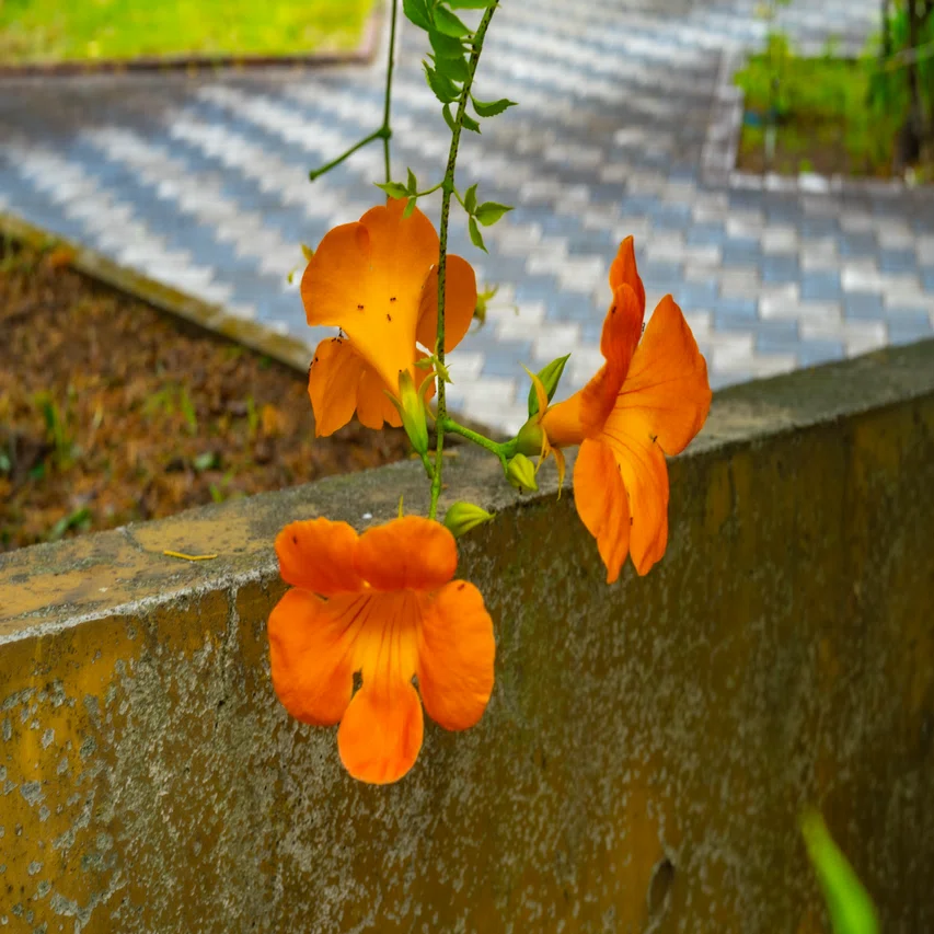 Old Lens UV Topcor 53mm F2｜Yoshiki77