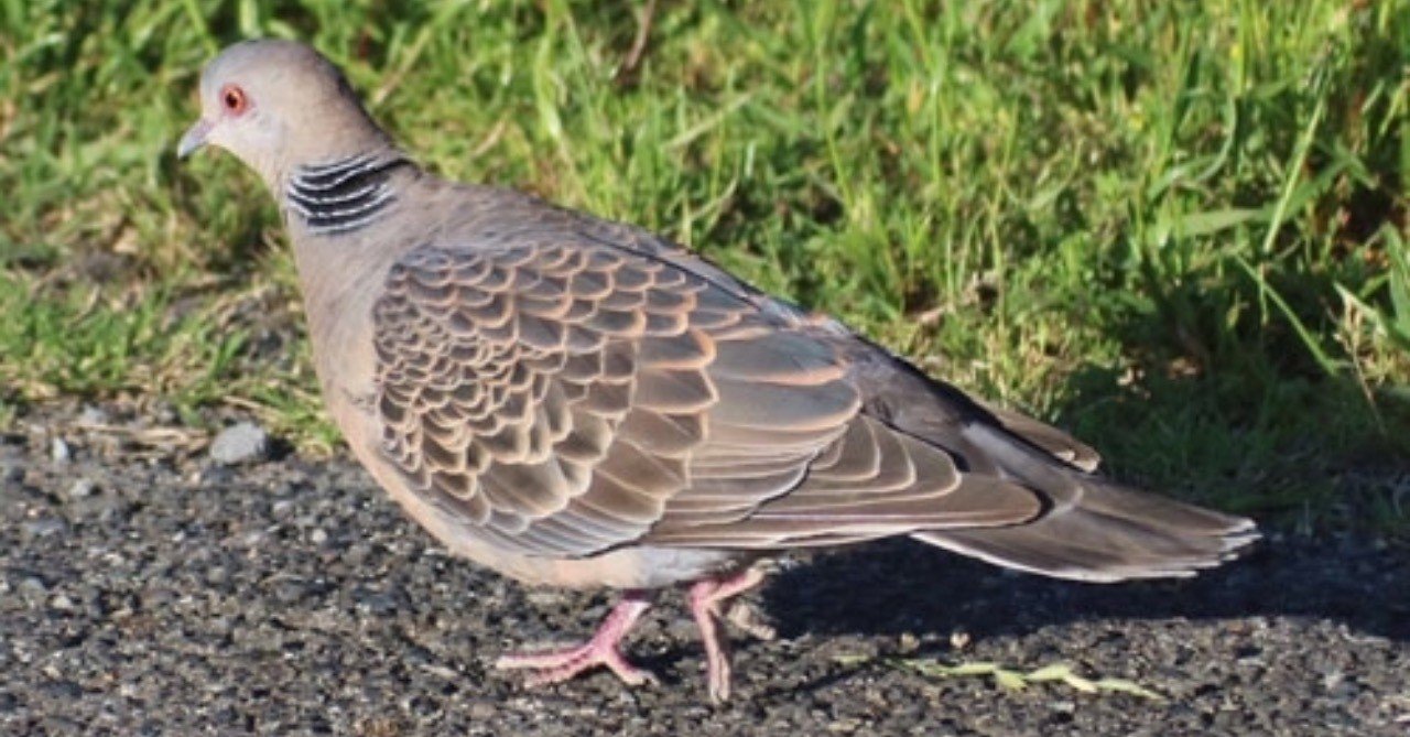 キジバド キジバト(2018.04.08) - 日本の野鳥識別図鑑