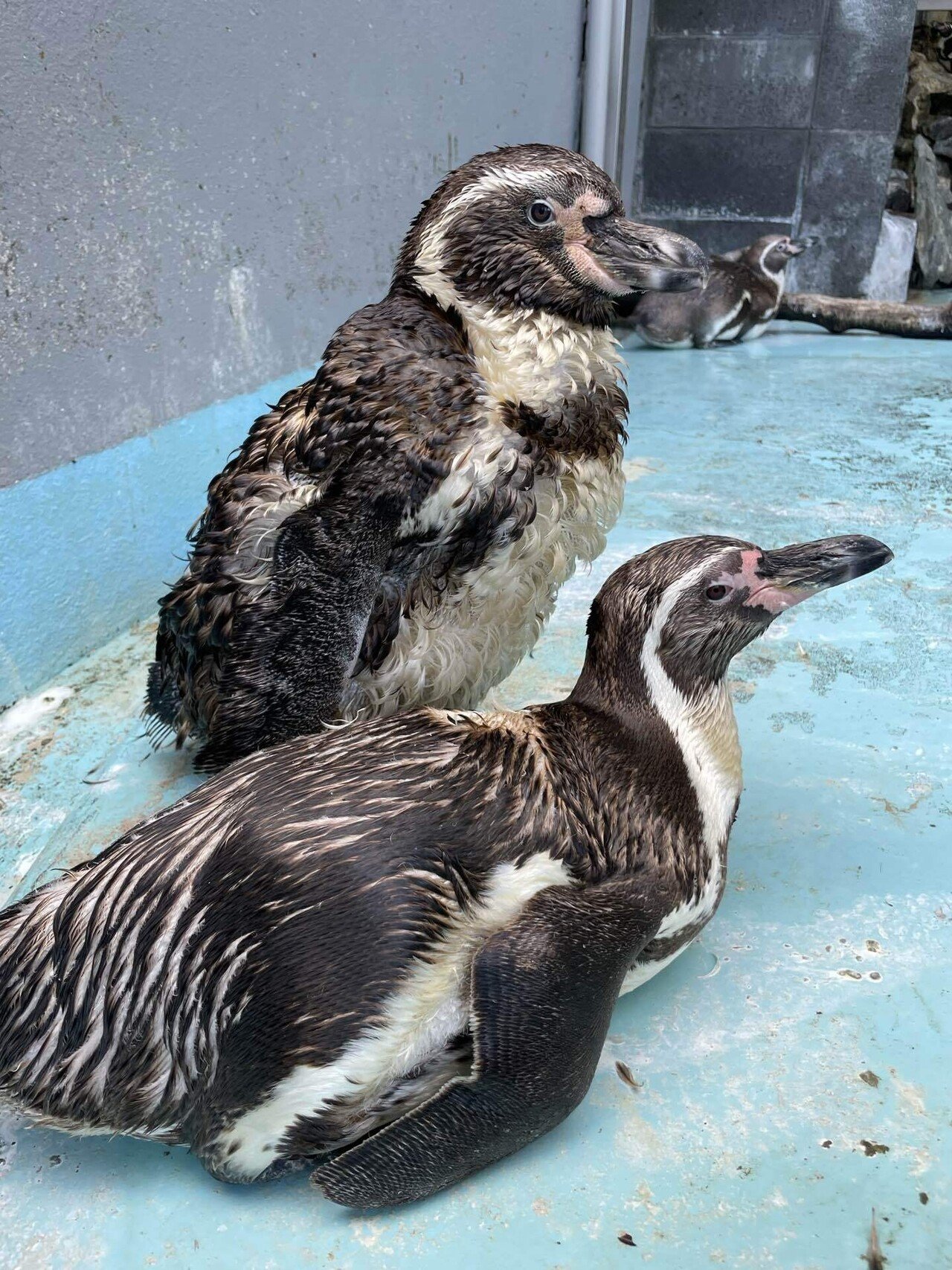 もっさりボサボサ期突入🐧｜桂浜水族館 公式