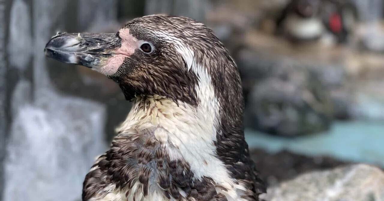 【取引中】ペンギンさんへ ルミスパと半量クレンザー もっさりボサボサ期突入🐧｜桂浜水族館 公式
