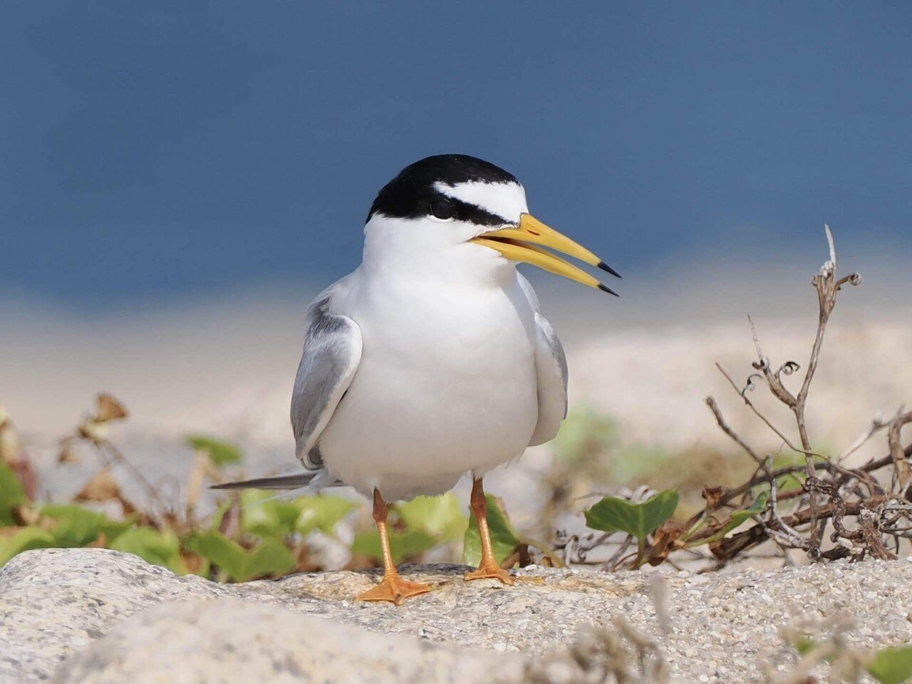 白い鳥 白い鳥の写真 – Unsplashの鳥の無料画像