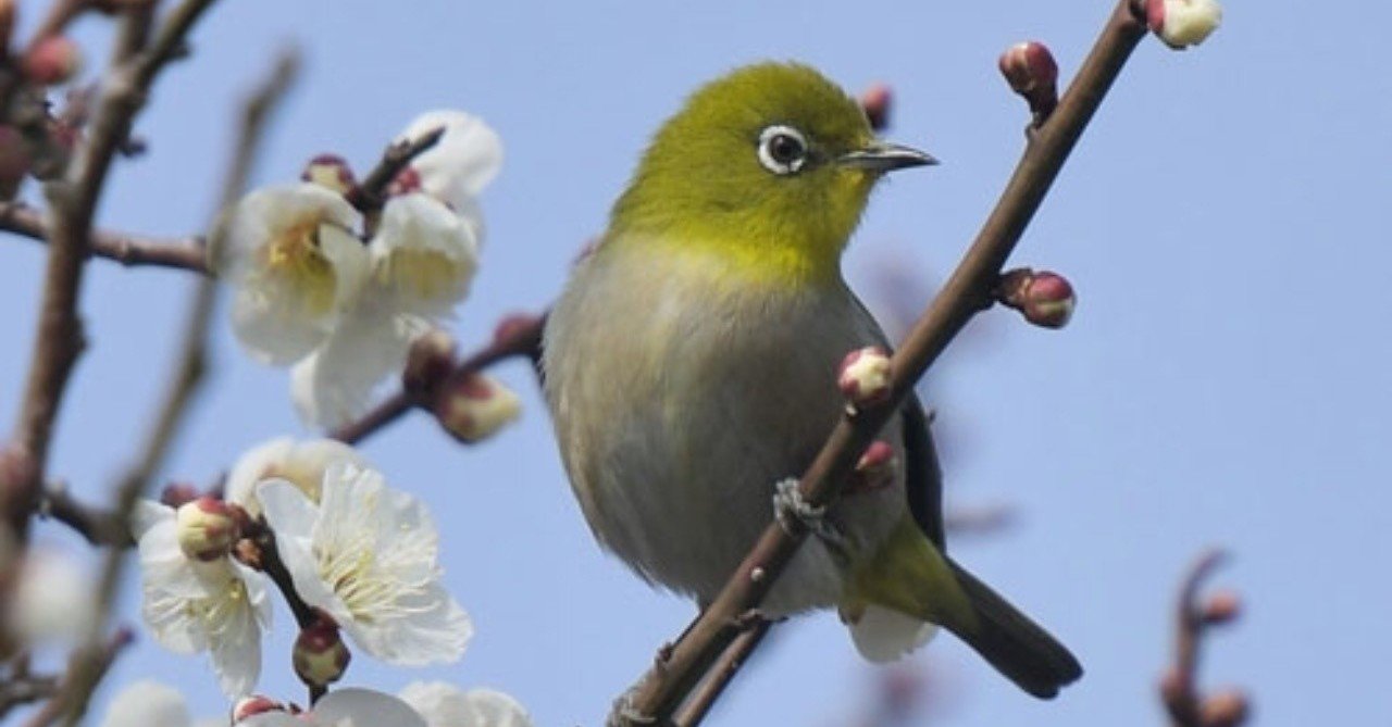 第562回 メジロ 8回目 って 翆野 大地 Note