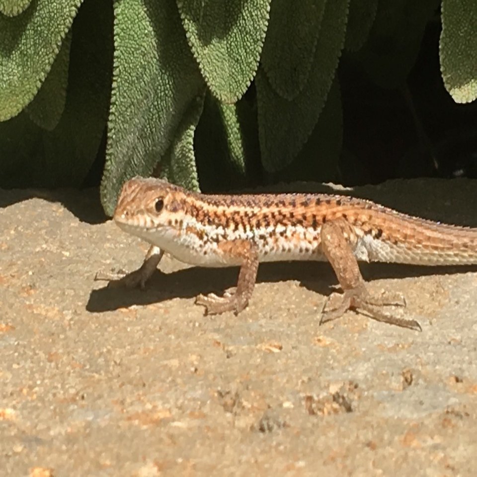 カナヘビ Jocv Day73 Rami رامي Note