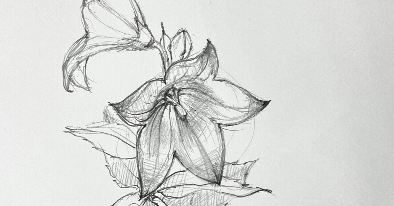 林武作  清楚な桔梗のスケッチ画 スケッチ 桔梗｜蓮尾知子