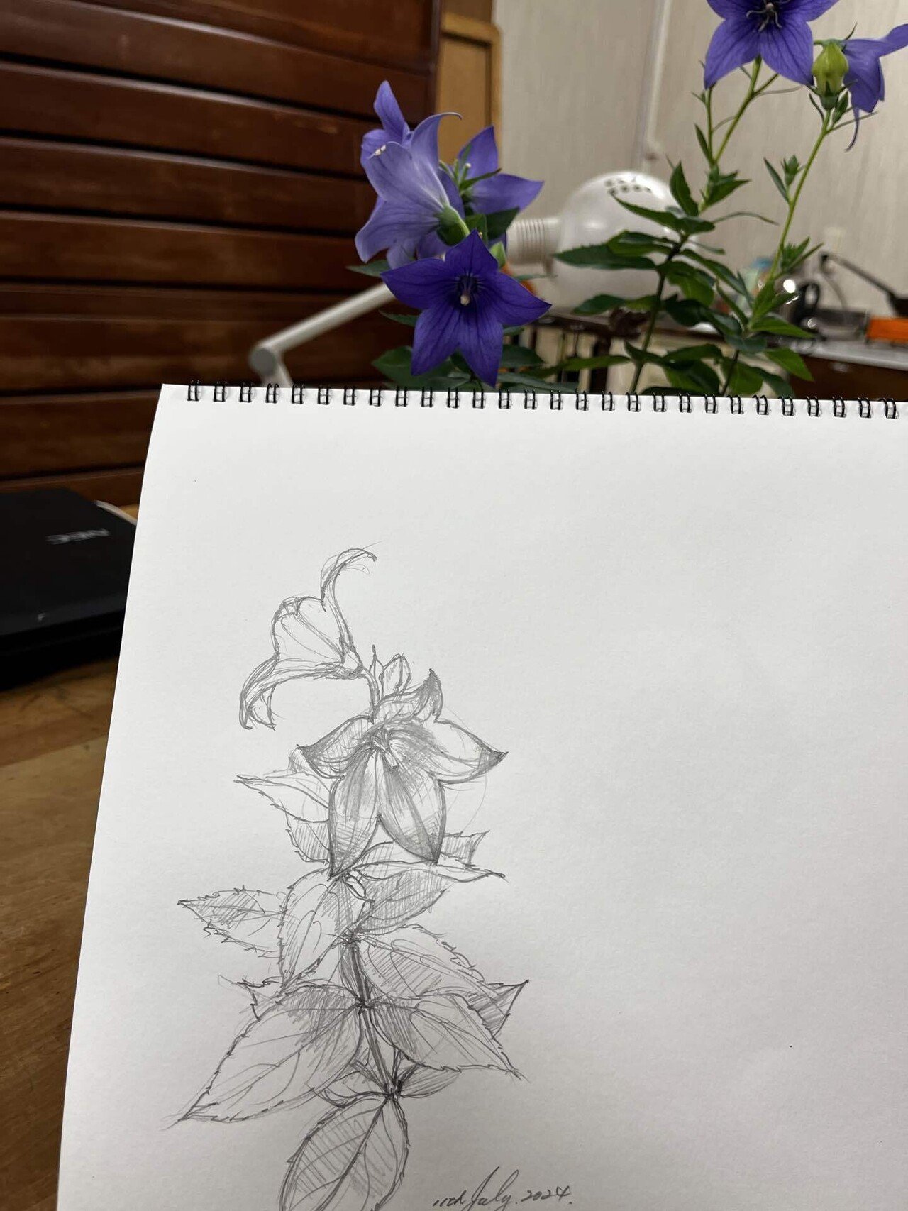 林武作  清楚な桔梗のスケッチ画 スケッチ 桔梗｜蓮尾知子