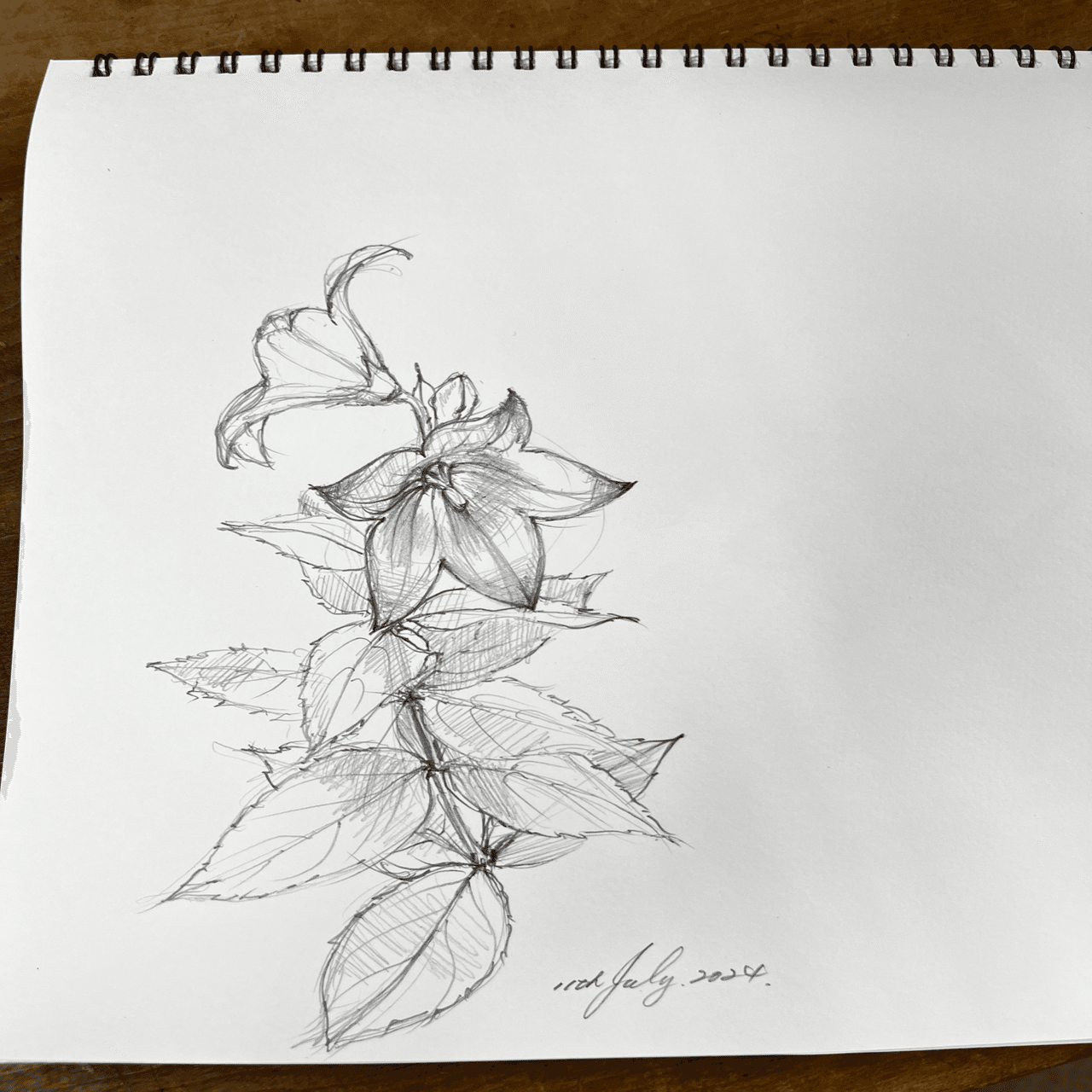 スケッチ 桔梗｜蓮尾知子