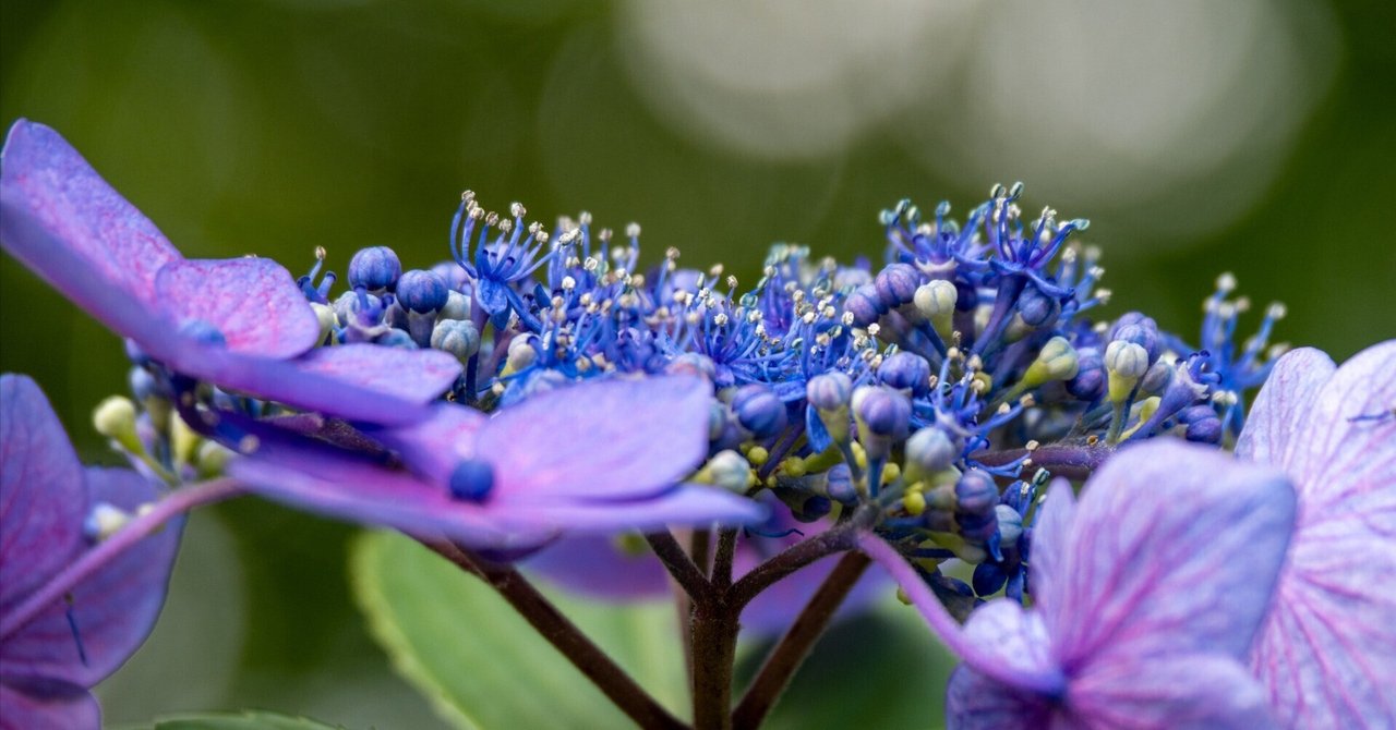 雨上がりの石川大仏公園で紫陽花撮影（OLYMPUS OM-D E-M5 Mark