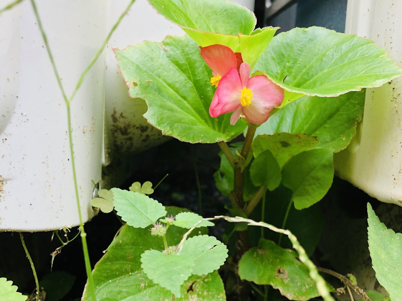 赤い花咲く 志学社 Note 赤い花咲く 志学社 Note