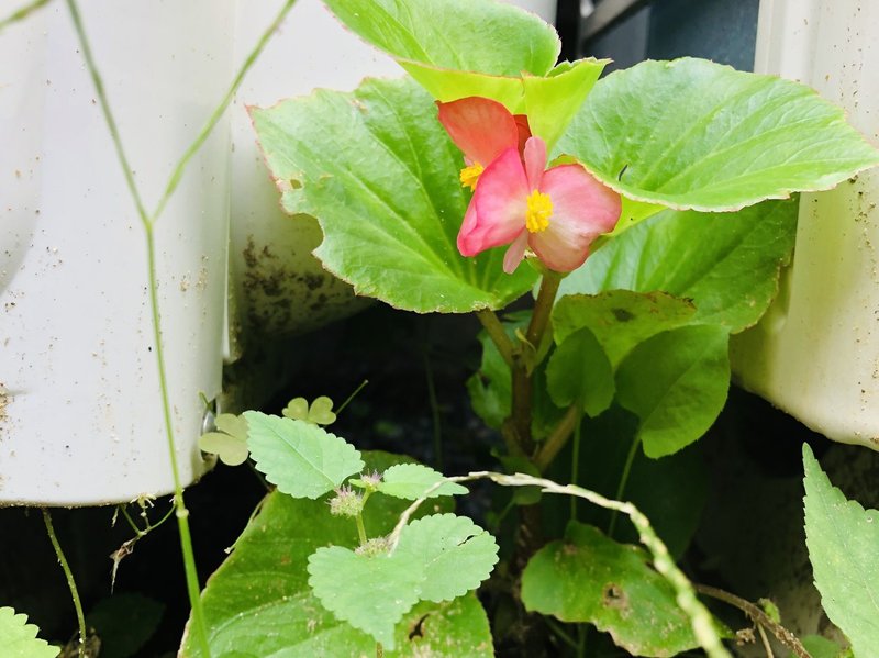 赤い花咲く 志学社 Note