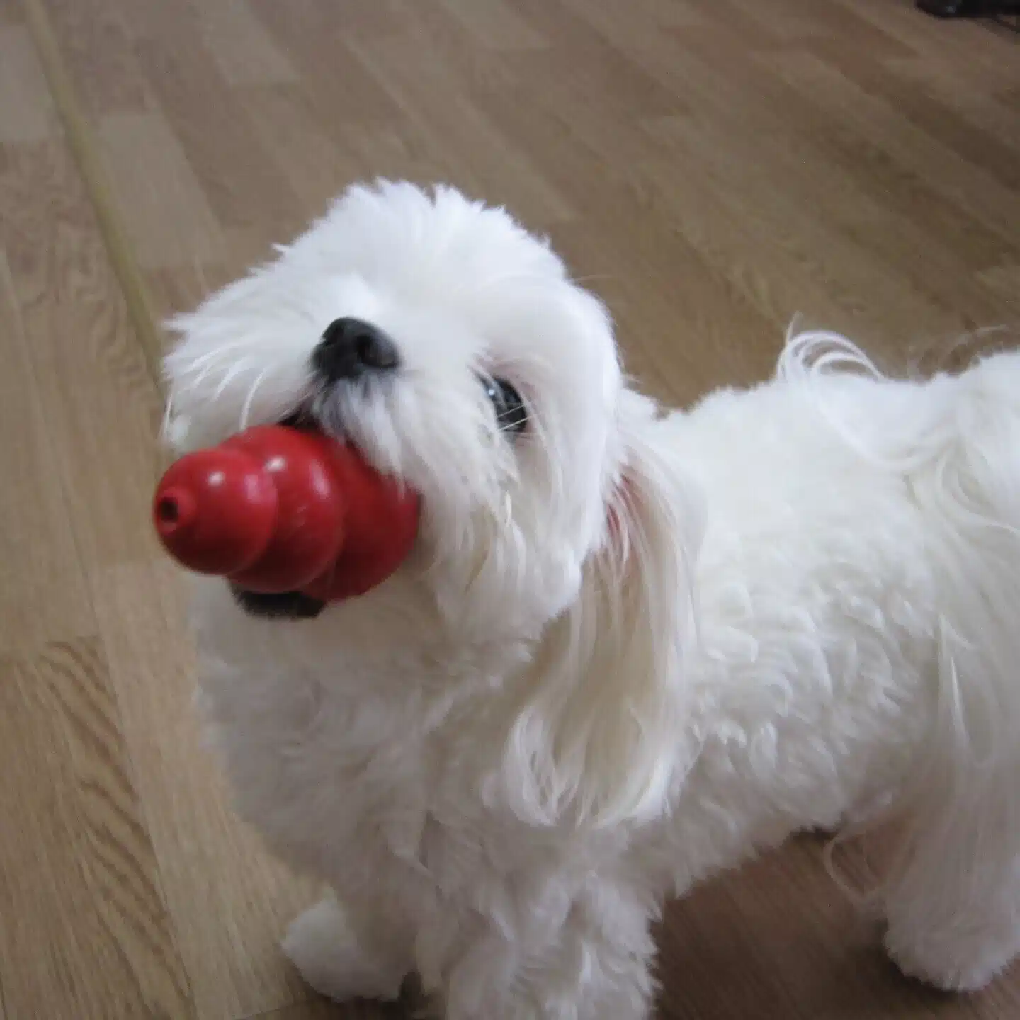 ピコ