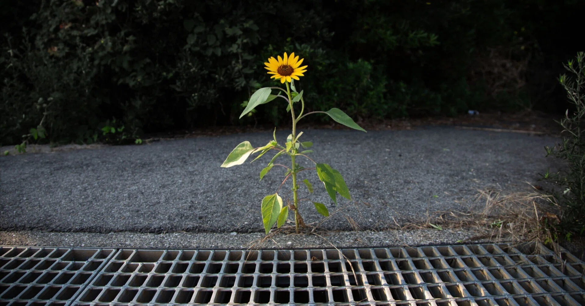 アスファルトに咲く花のように｜しまなみフォトライフ