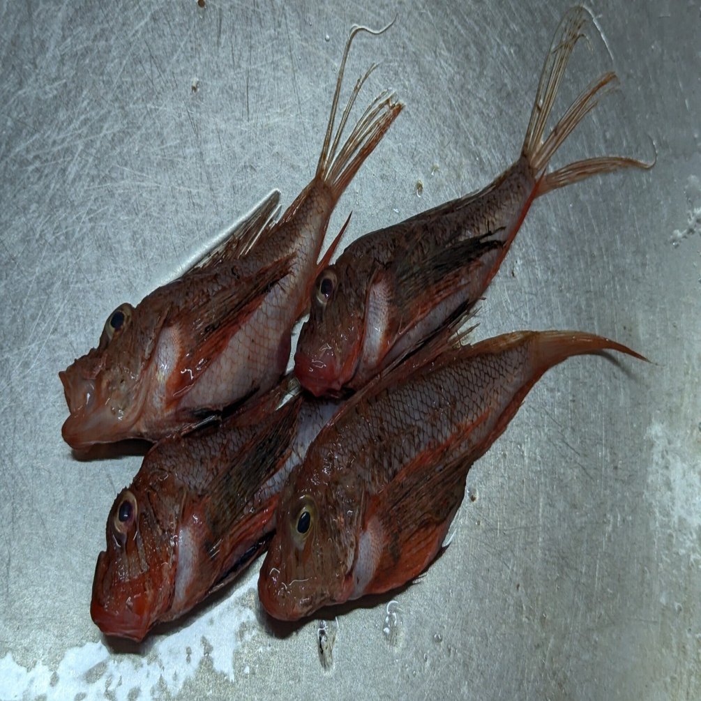 さかな 2024年7月25日（木）「未利用魚・セトミノカサゴ」｜おおたま