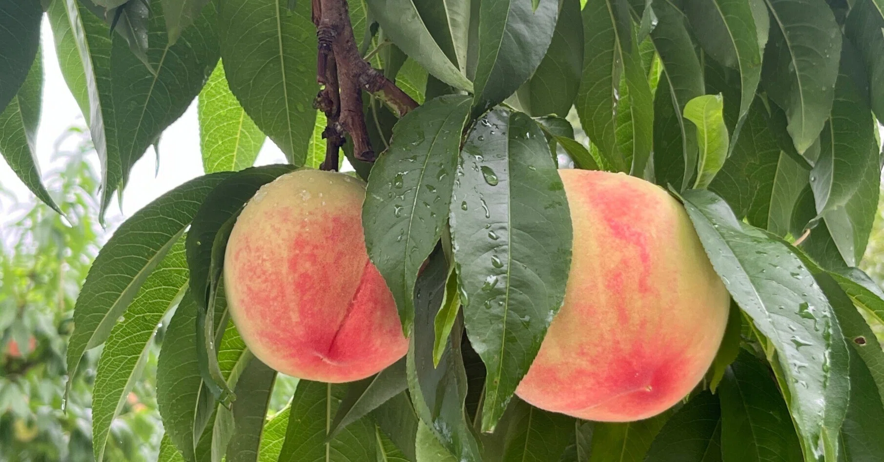 Peach Growth Report #July 2024｜クニミノマド オーナー制度