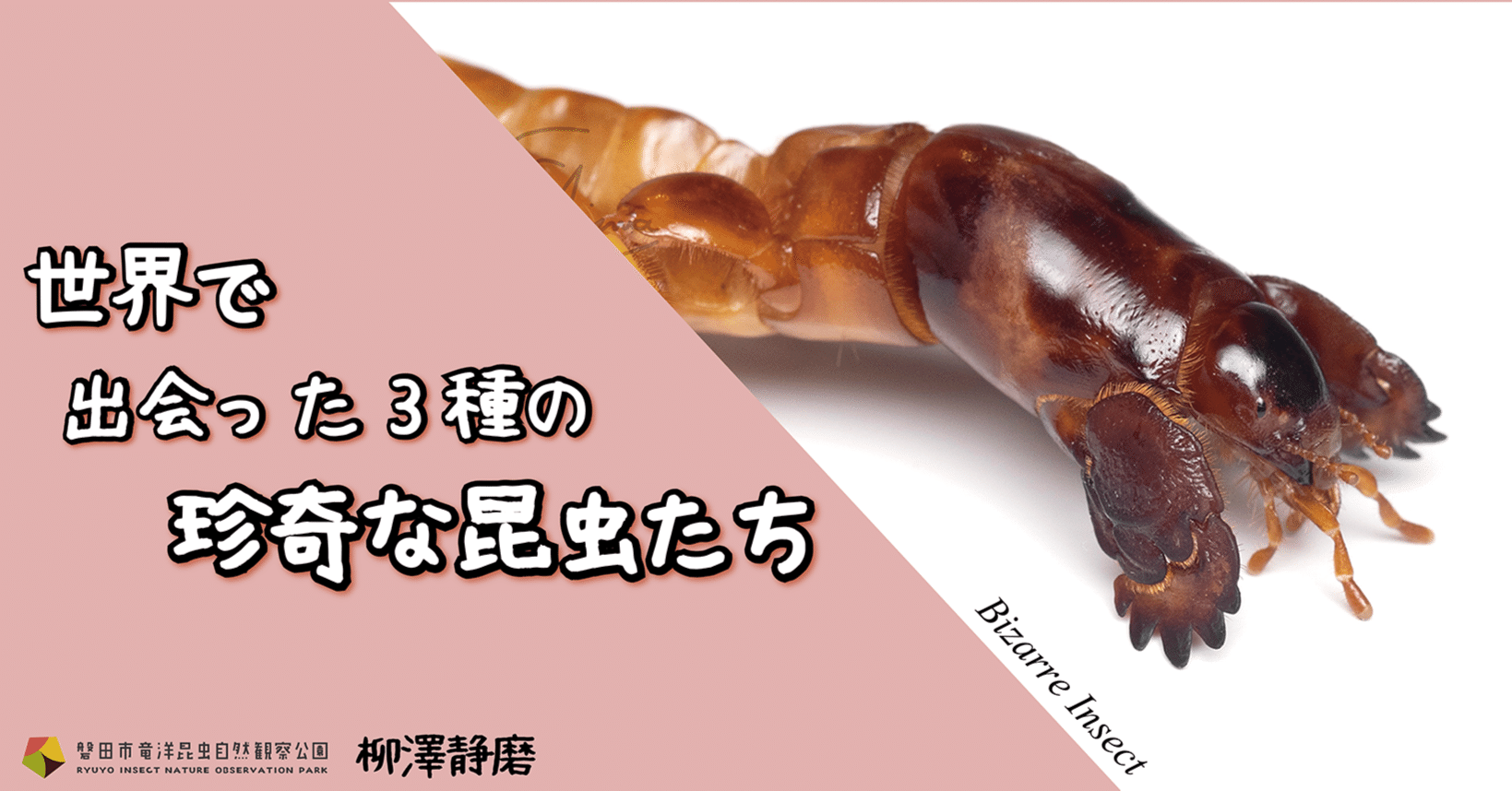 世界で出会った3種の珍奇な昆虫たち｜竜洋昆虫自然観察公園