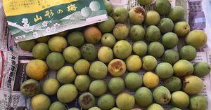 産地直送 山形県産 幻の谷沢梅 10キロ 追熟梅 初熟 梅干し 梅酒