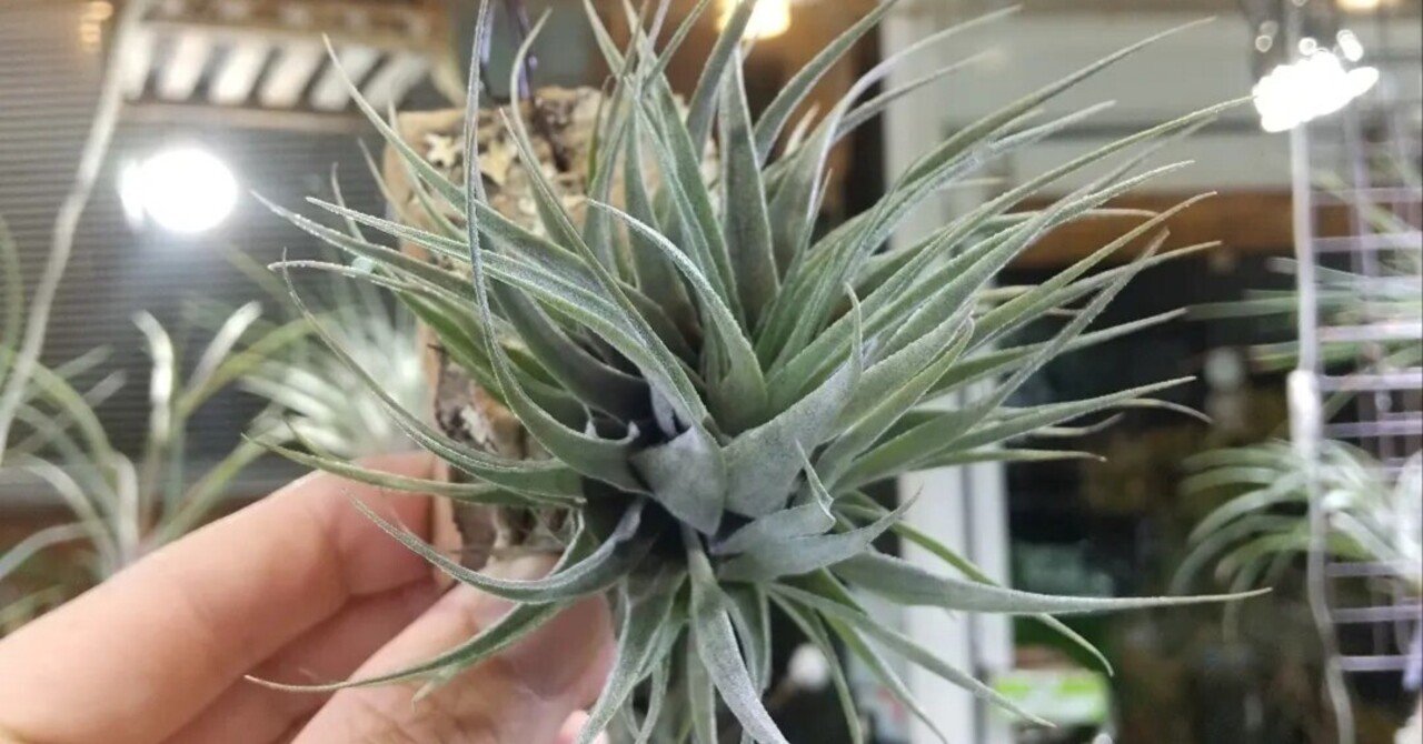 売れ筋ランキングも掲載中！ Tillandsia sp. エアー ブラジル 現地採取 ティランジア 不明種 ブロメリア・エアープランツ