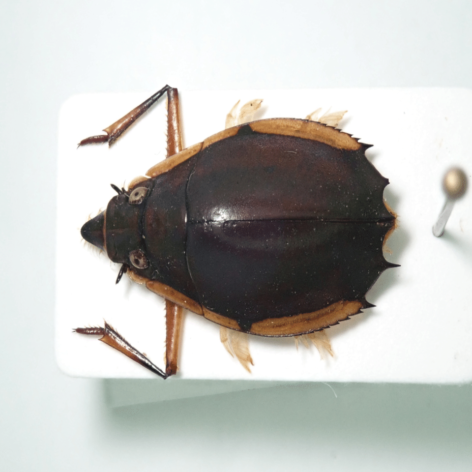 インドネシア産大型ミズスマシ｜トモロウ