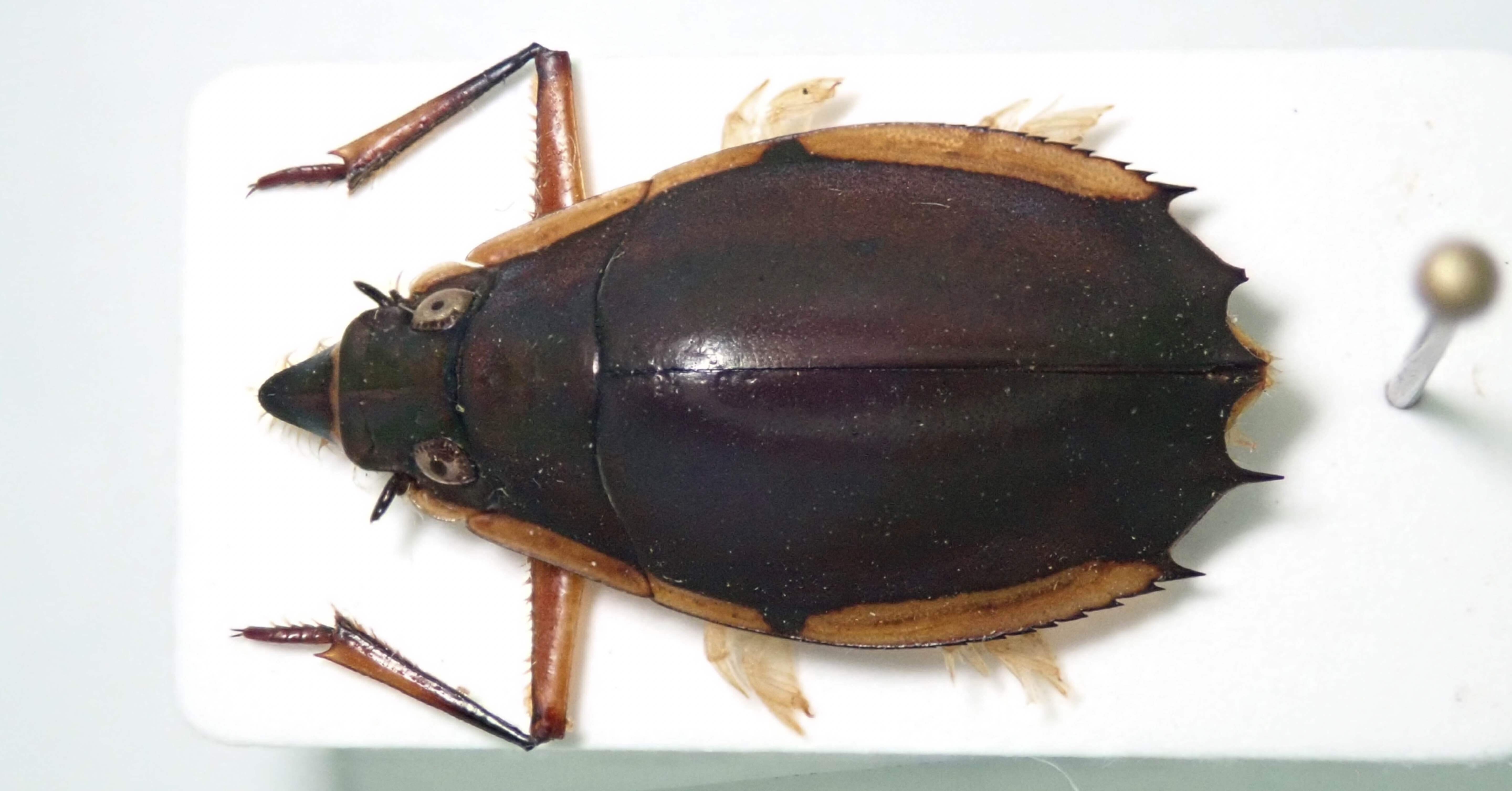 0b8d311305fa9bbd0866f873d9cb17