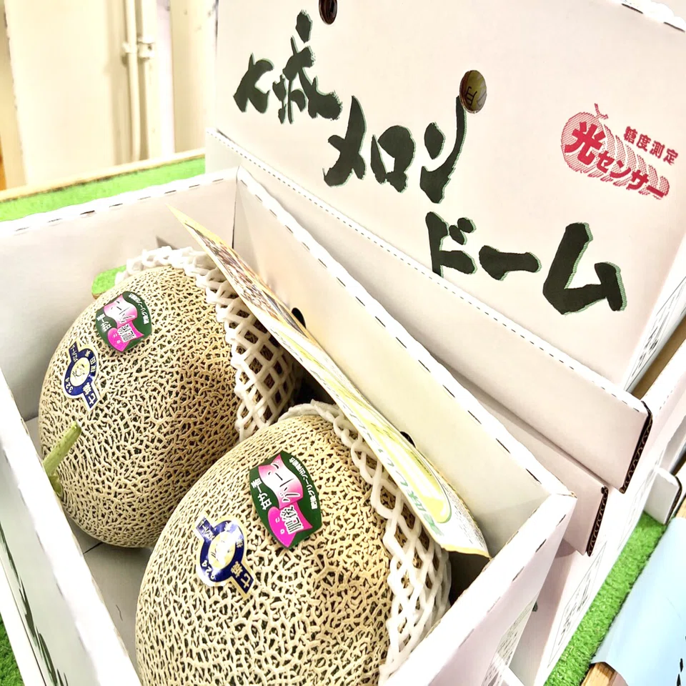 Uncover the Secrets of the Three 'Giant Melons'! (Reporter Itsuki