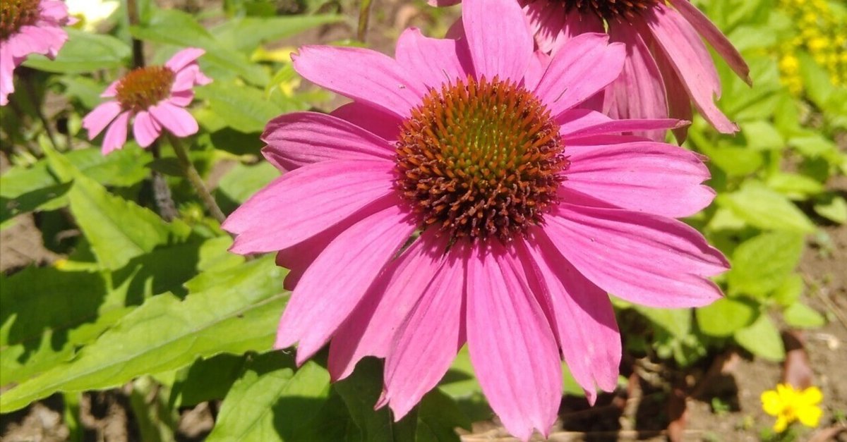 Echinacea Blend エキナセアブレンド 2袋