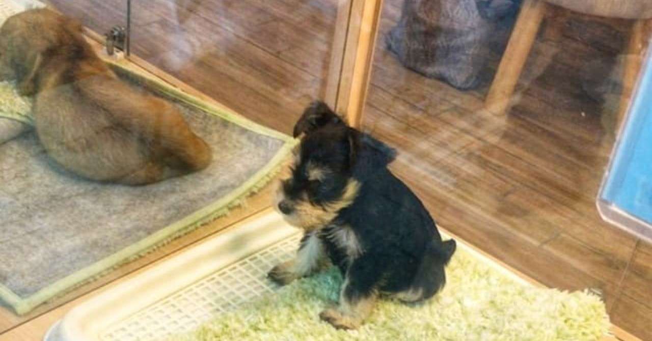 犬の写真2