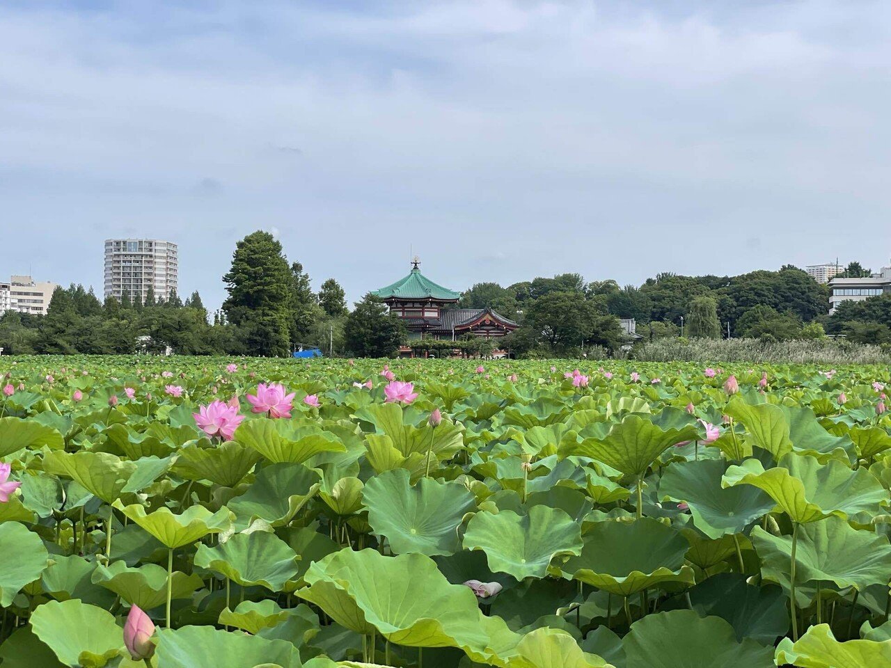 不忍池の蓮の様子（7月13日撮影）｜上野案内所