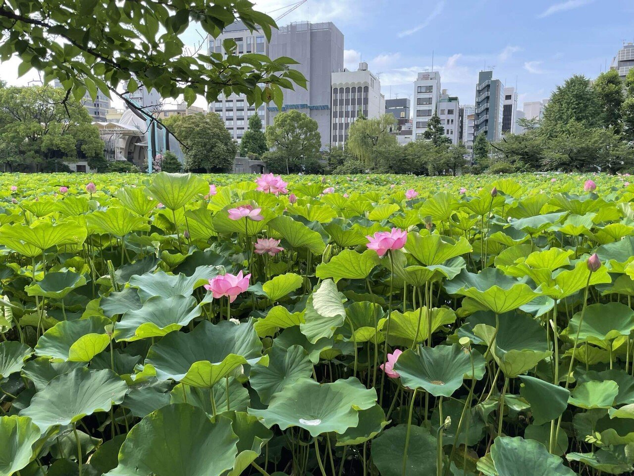 不忍池の蓮の様子（7月13日撮影）｜上野案内所