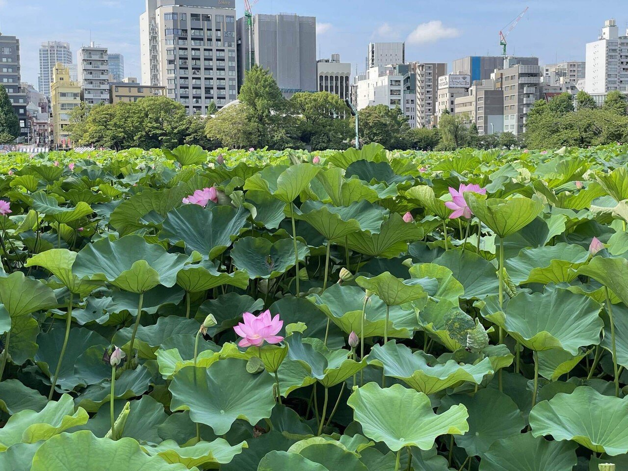 不忍池の蓮の様子（7月13日撮影）｜上野案内所
