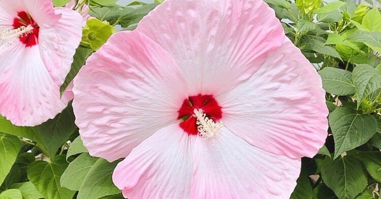 豪華な花姿！まるで巨大なハイビスカス｜くーみん(ku-min)