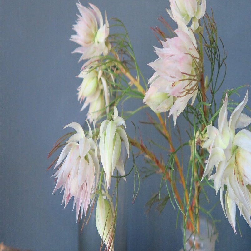 今日の花 セルリア ブラッシングブライド｜花屋のラフ