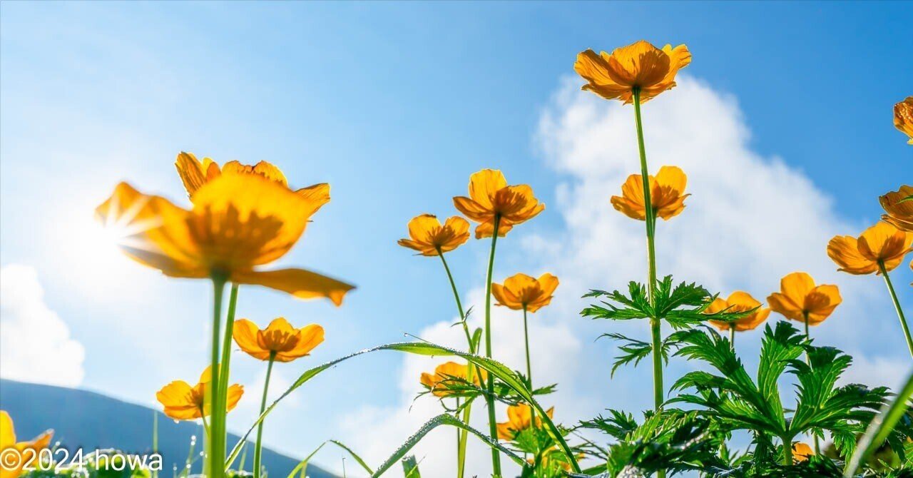 大雪小径 ｰ 夏の花 ｰ｜山日和｜クマスプレーレンタル