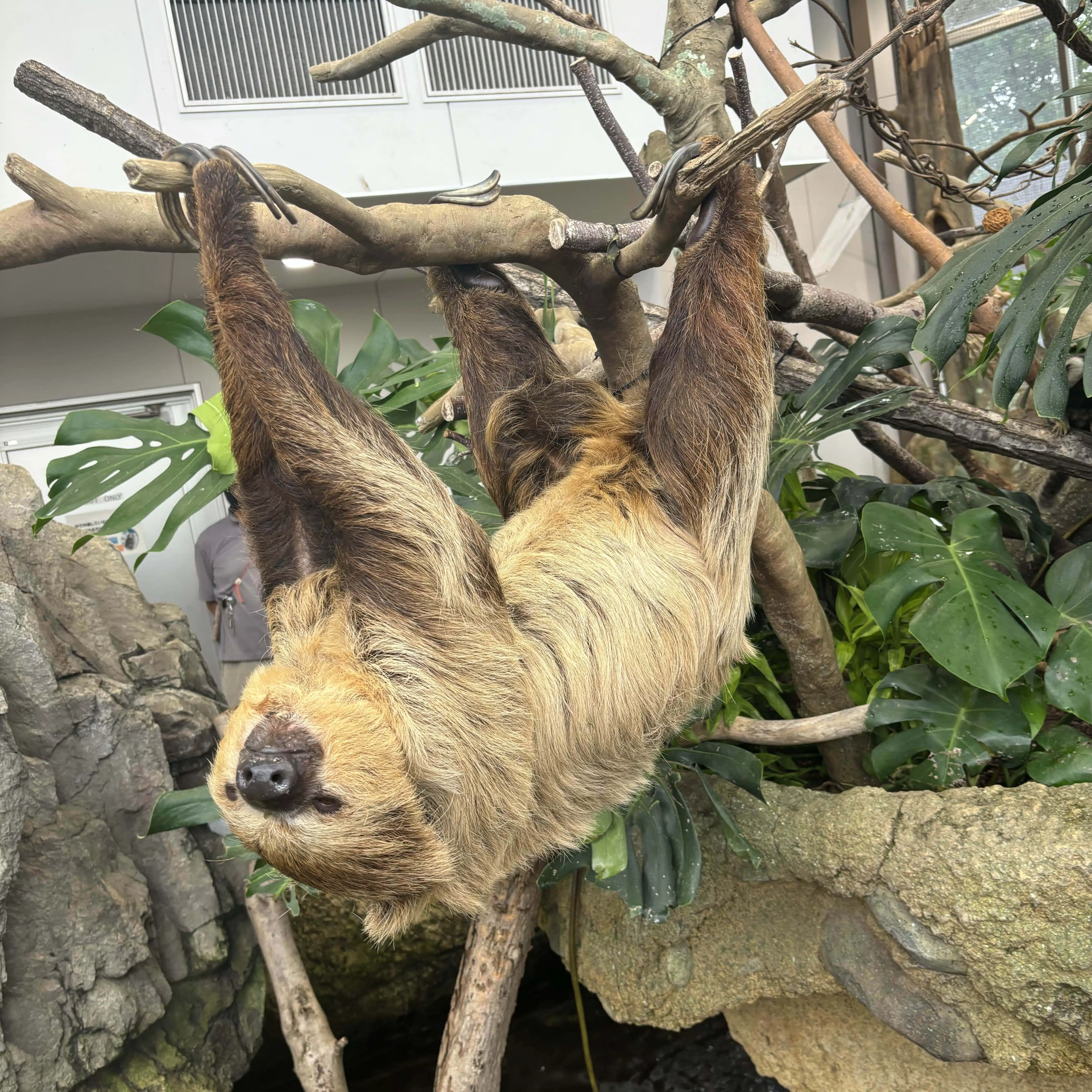 ろろん