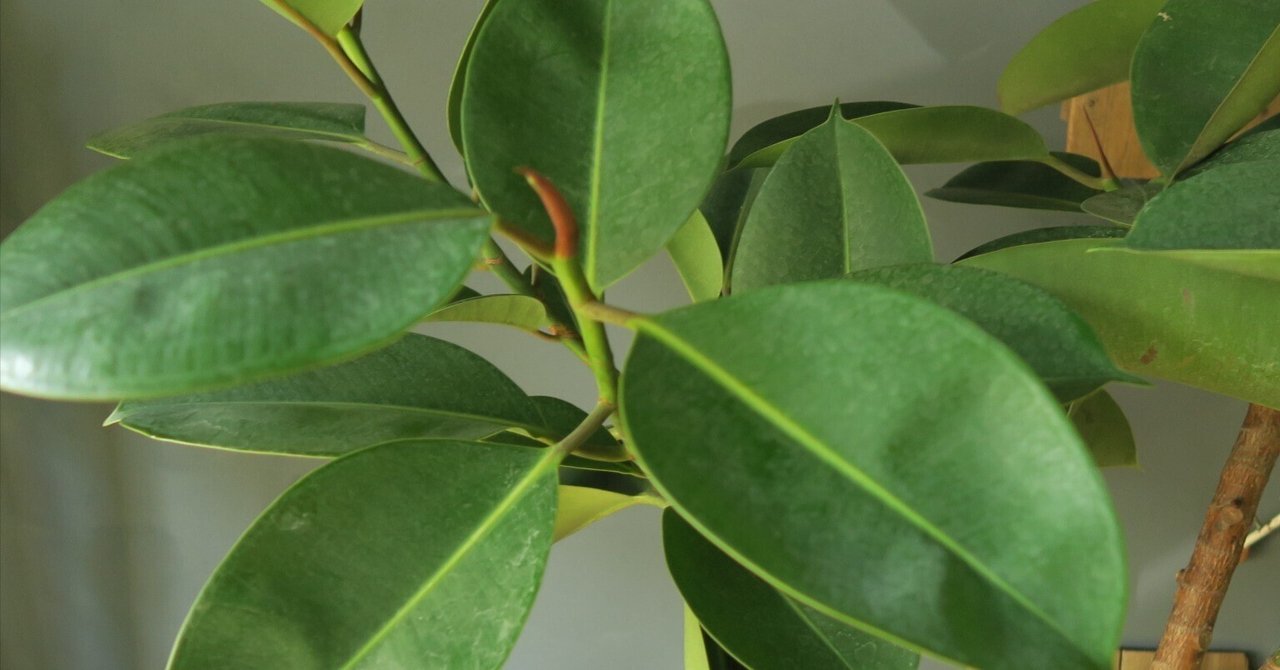 フィカス・エラスティカ 'アサヒ' | 植物辞典 | 三浦園芸