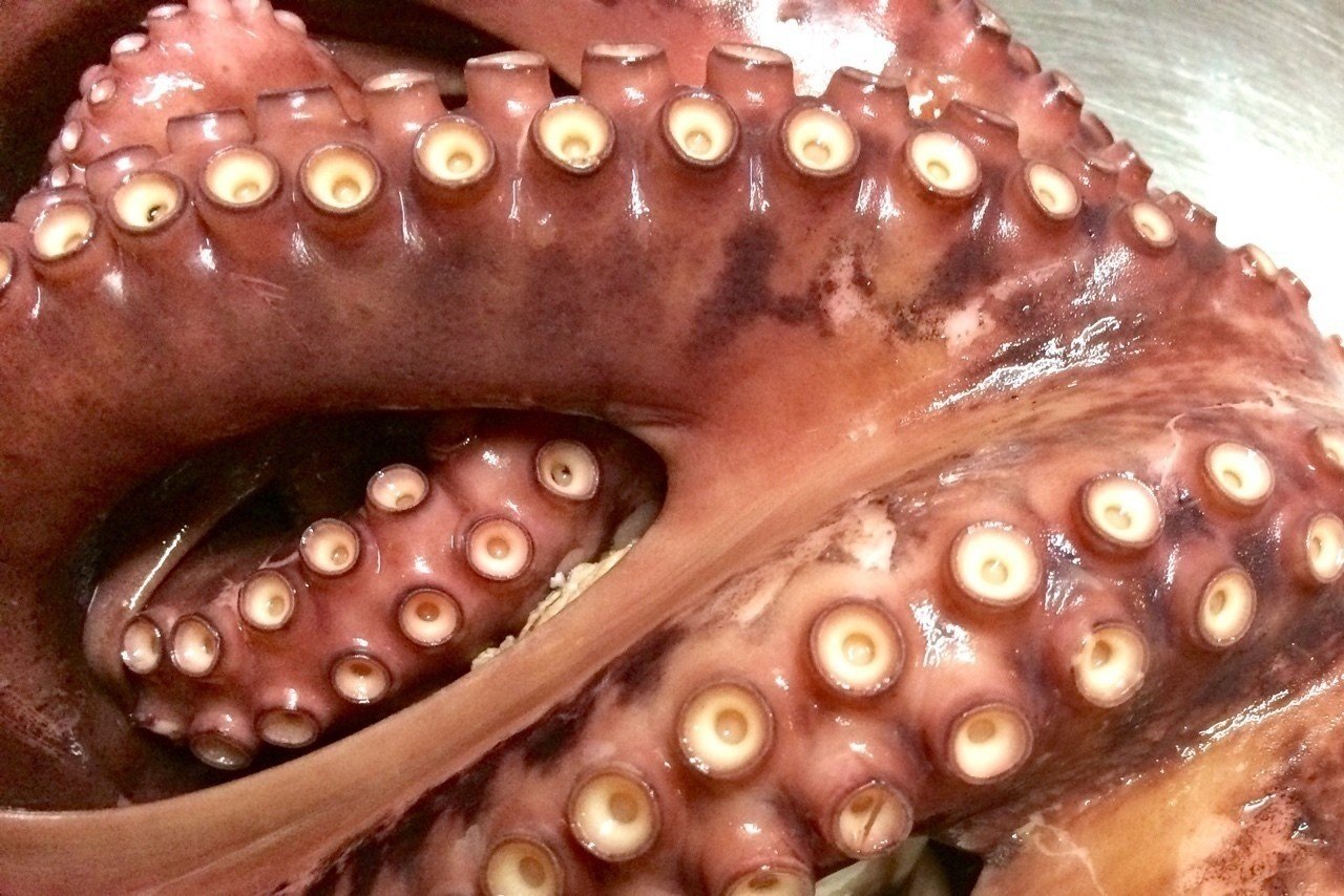 15 3 島蛸 夏庵 Note 15 3 島蛸 夏庵 Note