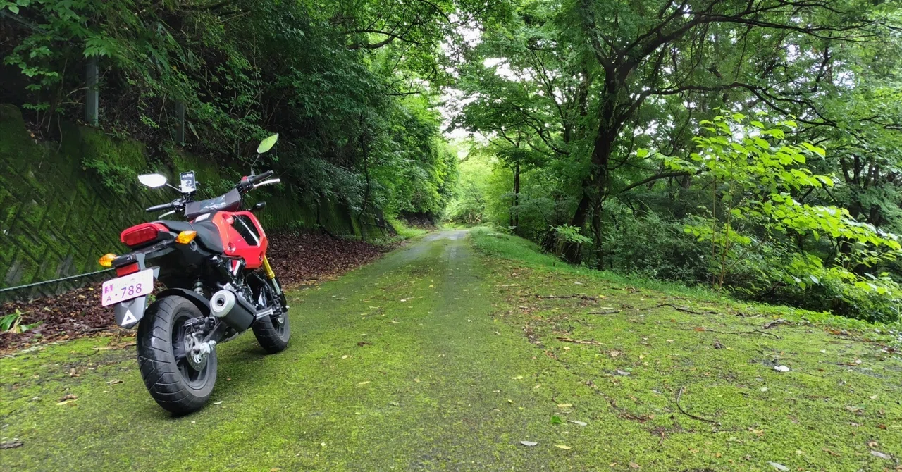 The time I was bitten by a leech on a forest road 20240713｜ajisashi ...