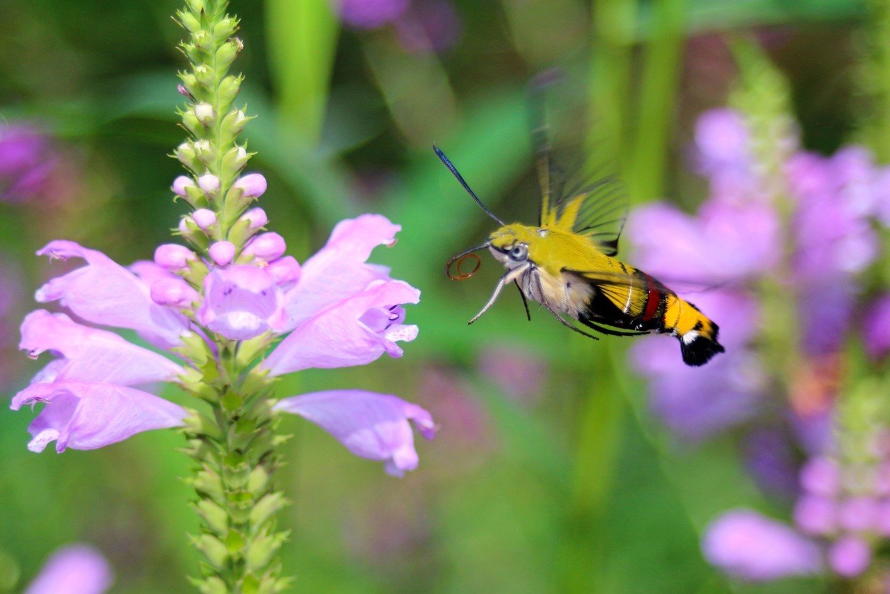 オオスカシバとの出合いが呼んだ日々の喜び 一般社団法人ダイアローグ ラーニング Co Musubi Note オオスカシバとの出合いが呼んだ日々の喜び 一般社団法人ダイアローグ ラーニング Co Musubi Note