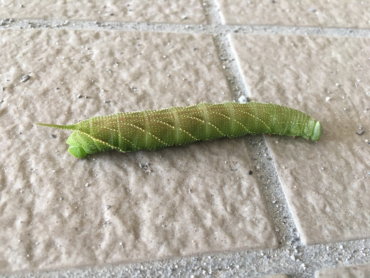 オオスカシバとの出合いが呼んだ日々の喜び 一般社団法人ダイアローグ ラーニング Co Musubi Note オオスカシバとの出合いが呼んだ日々の喜び 一般社団法人ダイアローグ ラーニング Co Musubi Note
