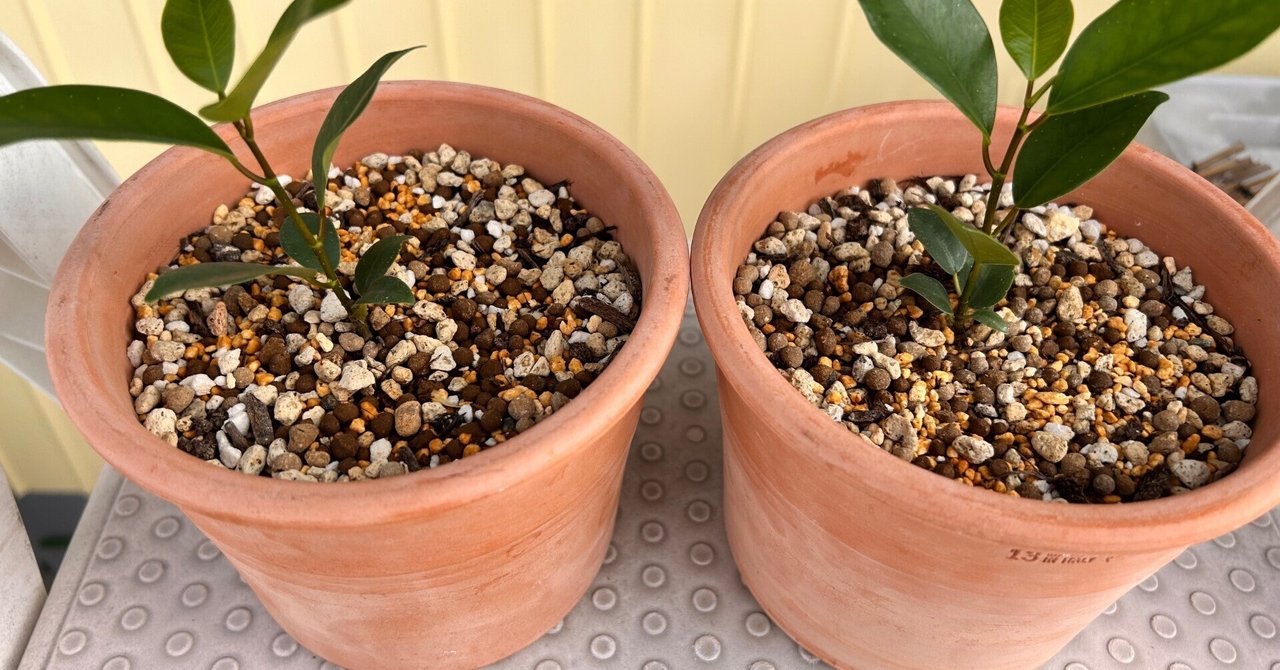 ガジュマル育成備忘録4｜もず味噌（もろみ）