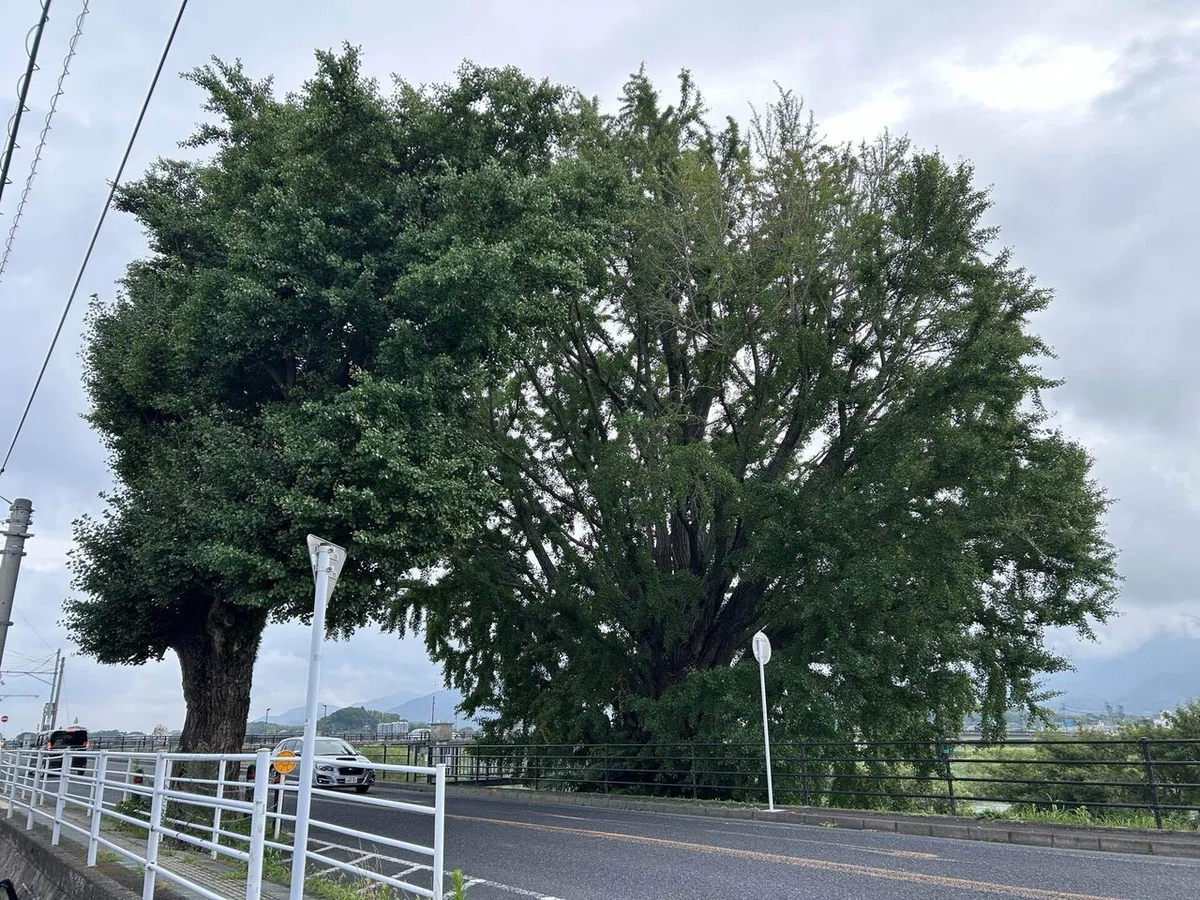 画像